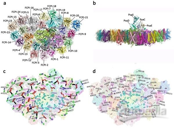研究解析硅藻psi-fcpi超级复合物2.38埃分辨率的三维结构